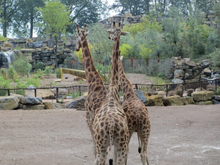 Giraffer