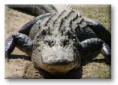 /album/krybdyr/alligator-jpg/