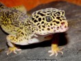 /album/krybdyr/leopard-gecko-jpg/